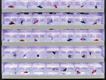 Elive Llc. - Betta Center Display 55 Cup Online now